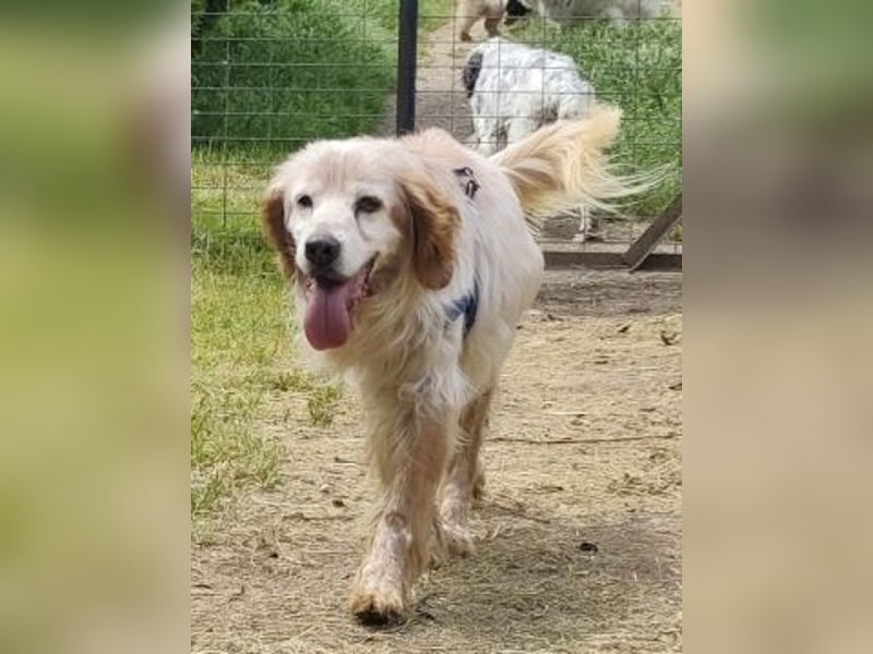Sebastian - feiner Setter Mix im besten Alter