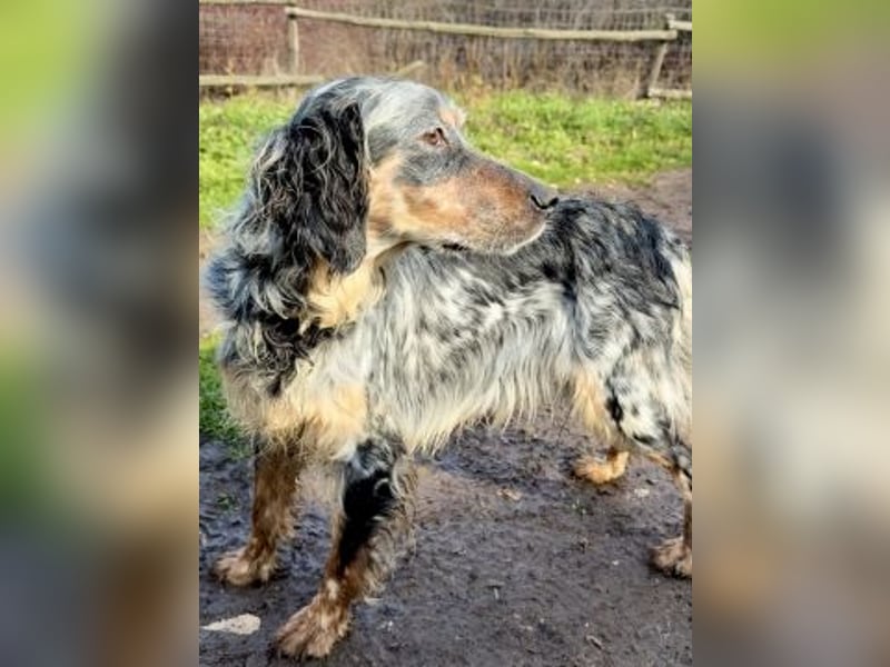 Sasha und Sugar - Dream Team sucht gemeinsames Zuhause