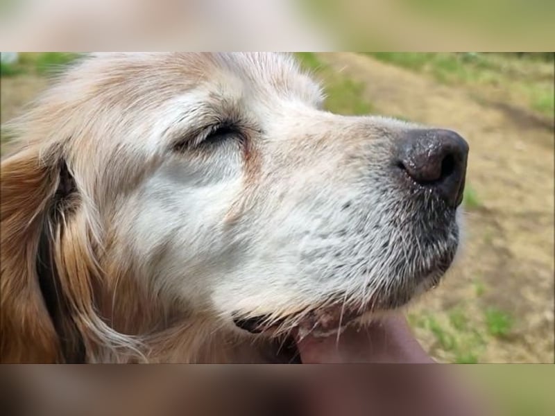 Sebastian - feiner Setter Mix im besten Alter