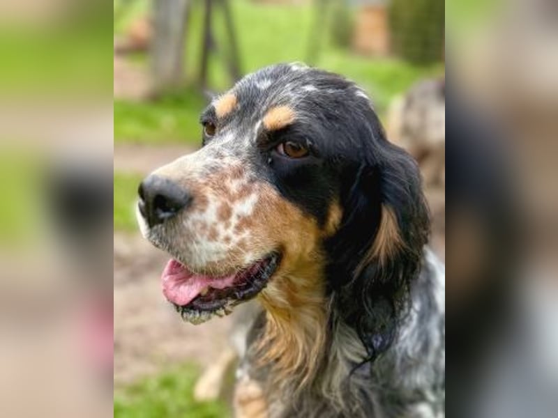 Pamela - ein Herz auf 4 Pfoten