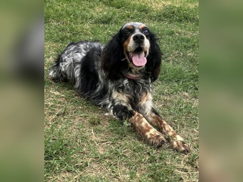 Lola - freundliche, menschenbezogene Setter-Mix-Hündin