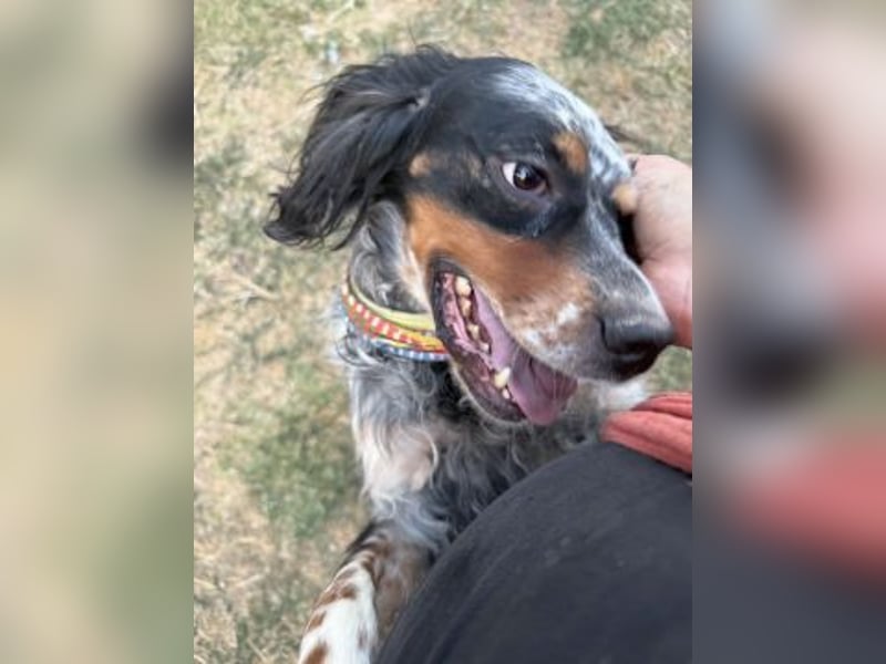 Lola - freundliche, menschenbezogene Setter-Mix-Hündin