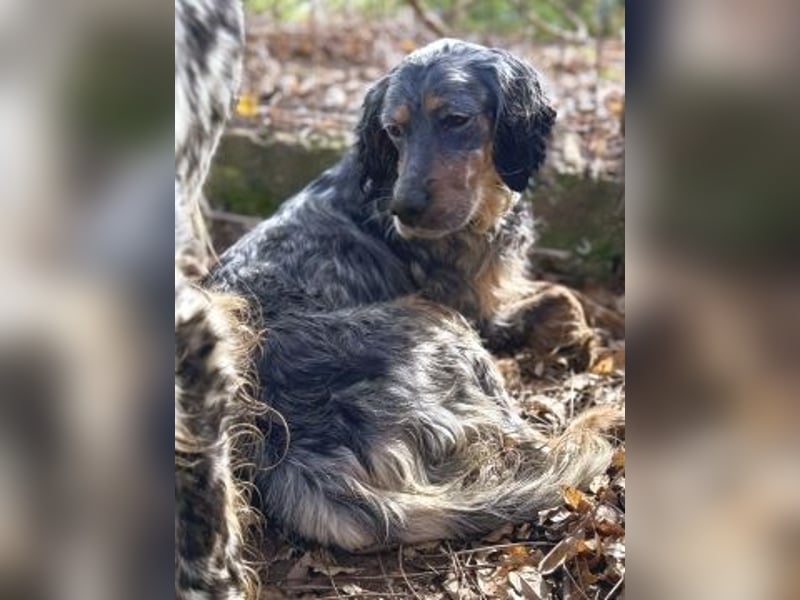 Sasha und Sugar - Dream Team sucht gemeinsames Zuhause