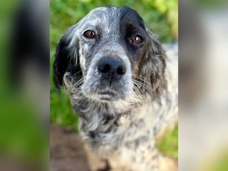 Sasha und Sugar - Dream Team sucht gemeinsames Zuhause