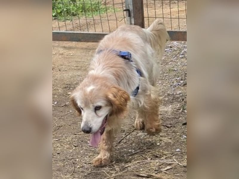Sebastian - feiner Setter Mix im besten Alter