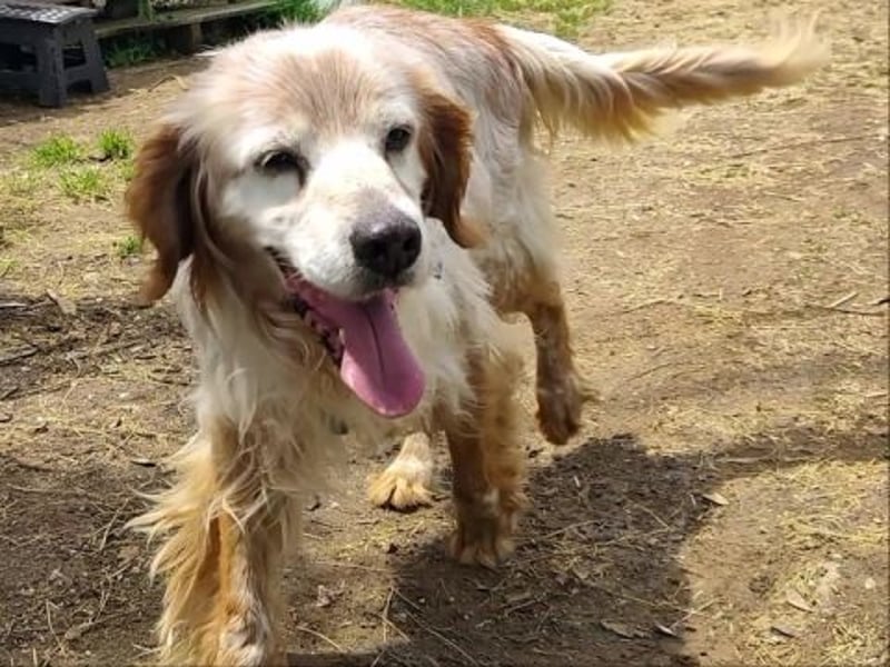Sebastian - feiner Setter Mix im besten Alter
