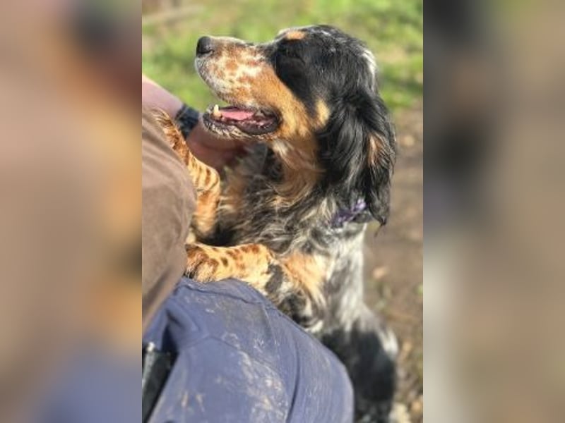 Pamela - ein Herz auf 4 Pfoten