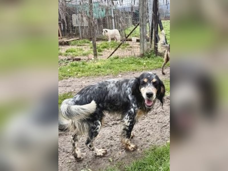 Pamela - ein Herz auf 4 Pfoten