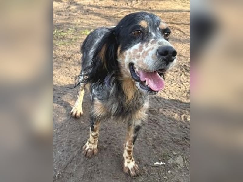 Pamela - ein Herz auf 4 Pfoten