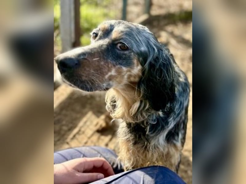 Sasha und Sugar - Dream Team sucht gemeinsames Zuhause