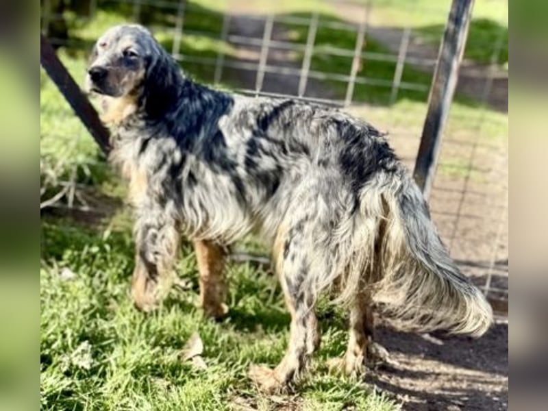 Sasha und Sugar - Dream Team sucht gemeinsames Zuhause