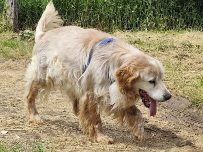 Sebastian - feiner Setter Mix im besten Alter