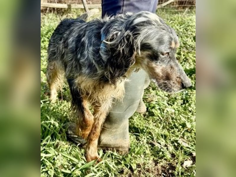 Sasha und Sugar - Dream Team sucht gemeinsames Zuhause