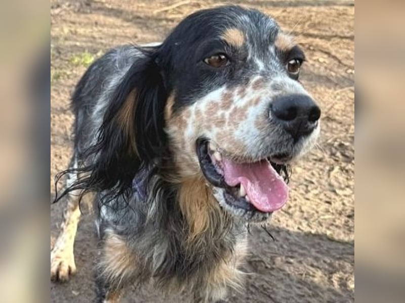 Pamela - ein Herz auf 4 Pfoten