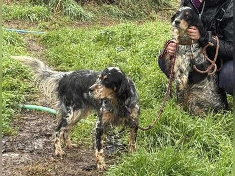 Pamela - ein Herz auf 4 Pfoten