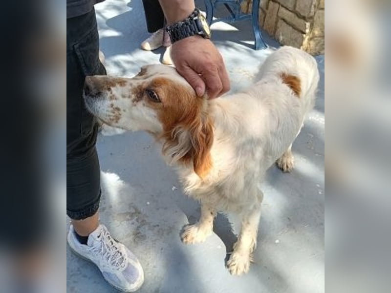 *Reserviert* Lucila - kleine Kämpferin mit großem Herz sucht ihr Glück