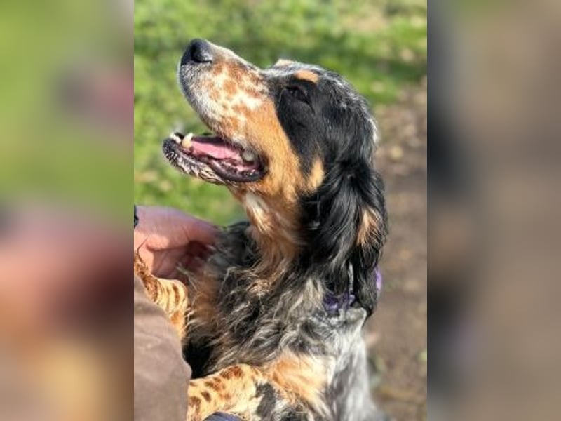 Pamela - ein Herz auf 4 Pfoten