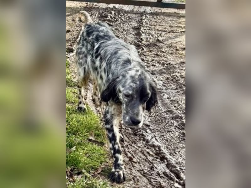 Sasha und Sugar - Dream Team sucht gemeinsames Zuhause