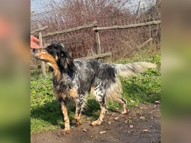 Pamela - ein Herz auf 4 Pfoten