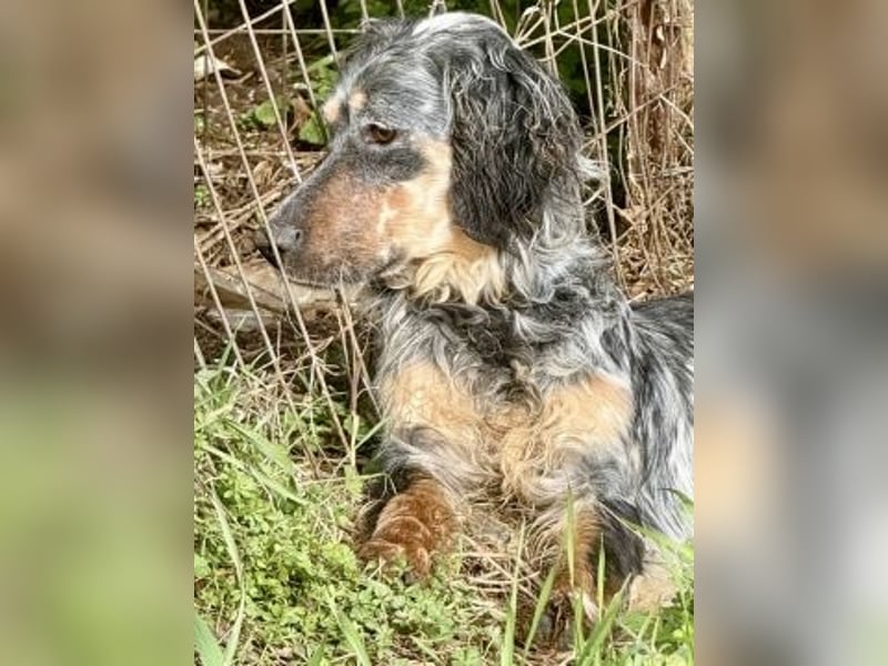 Sasha und Sugar - Dream Team sucht gemeinsames Zuhause