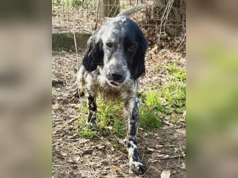 Sasha und Sugar - Dream Team sucht gemeinsames Zuhause