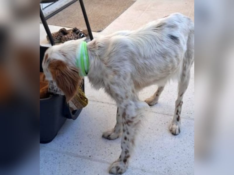 Bezaubernde Marilia sucht ihr Glück