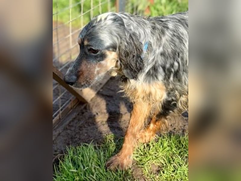 Sasha und Sugar - Dream Team sucht gemeinsames Zuhause