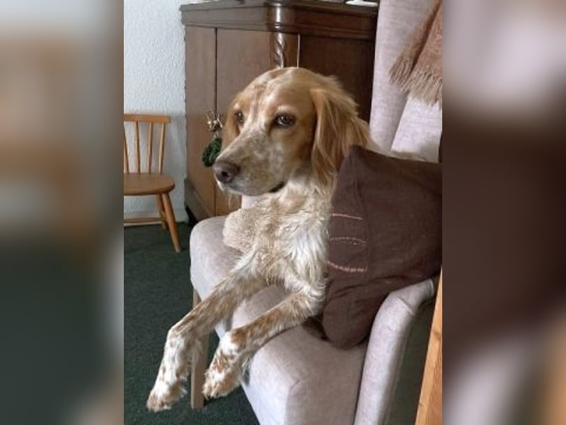 Herzenshund Mariel wartet in 51570 Windeck