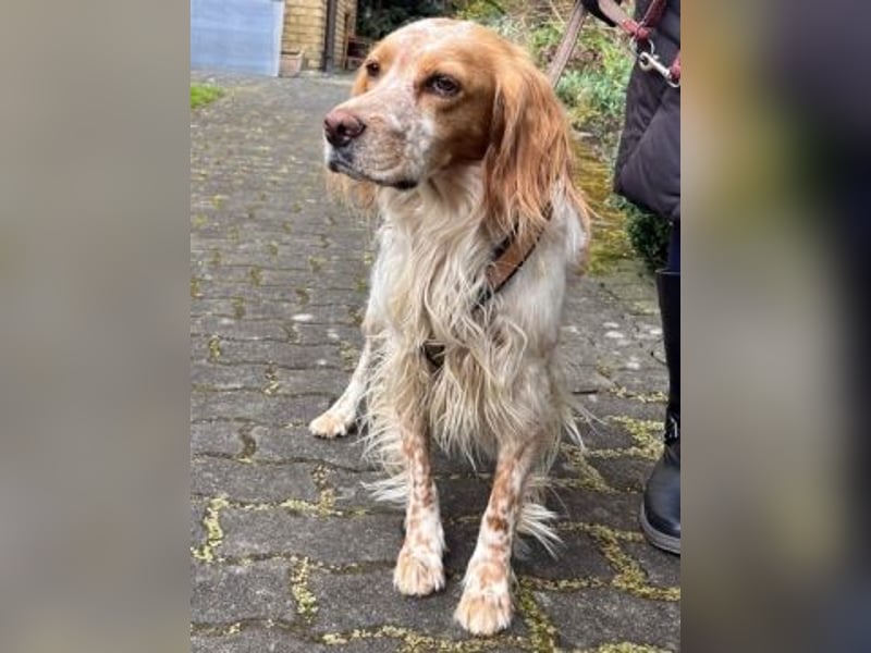 Herzenshund Mariel wartet in 51570 Windeck
