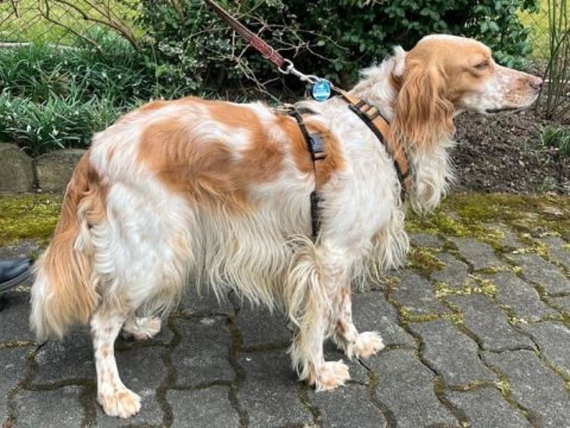 Herzenshund Mariel wartet in 51570 Windeck