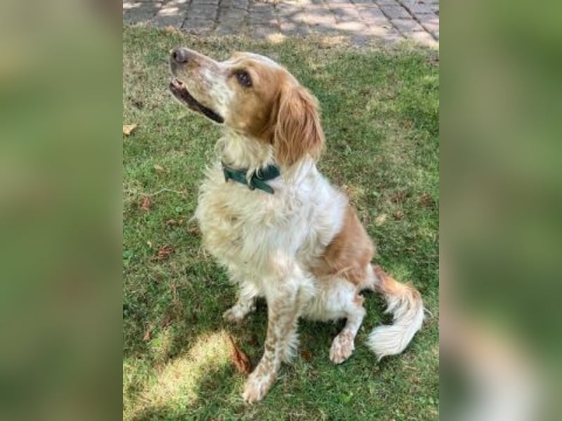 Herzenshund Mariel wartet in 51570 Windeck