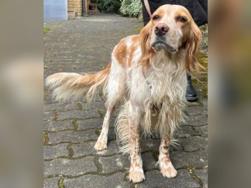 Herzenshund Mariel wartet in 51570 Windeck
