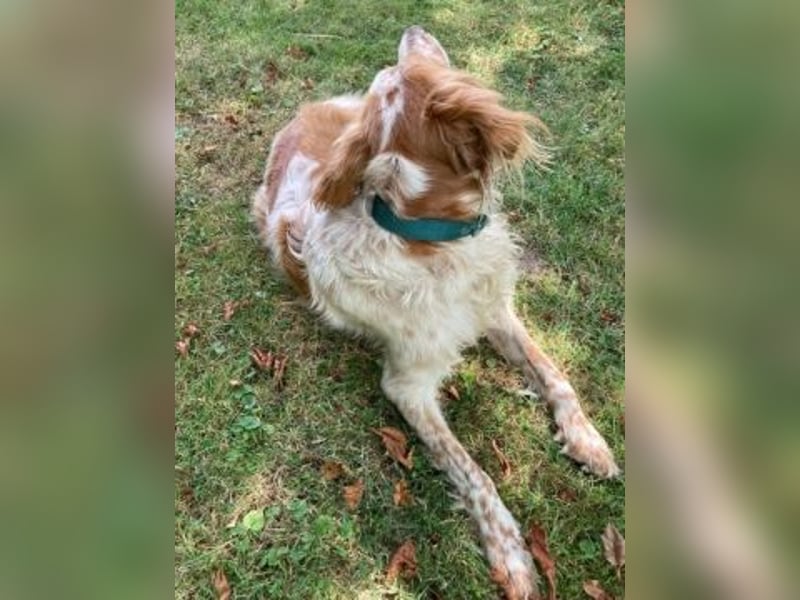 Herzenshund Mariel wartet in 51570 Windeck