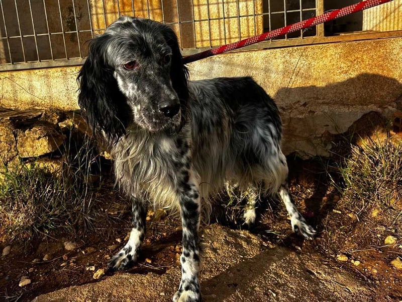 BENTO ist unglaublich menschenbezogen und anhänglich ein absoluter Traumhund  sucht sein  Zuhause