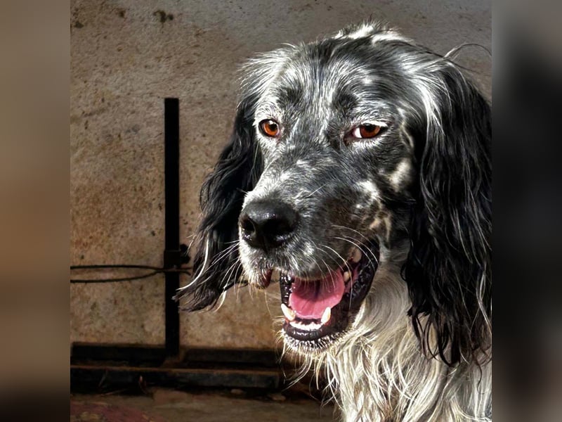 BENTO ist unglaublich menschenbezogen und anhänglich ein absoluter Traumhund  sucht sein  Zuhause