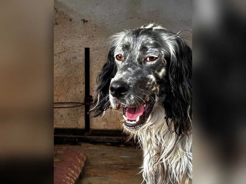 BENTO ist unglaublich menschenbezogen und anhänglich ein absoluter Traumhund  sucht sein  Zuhause