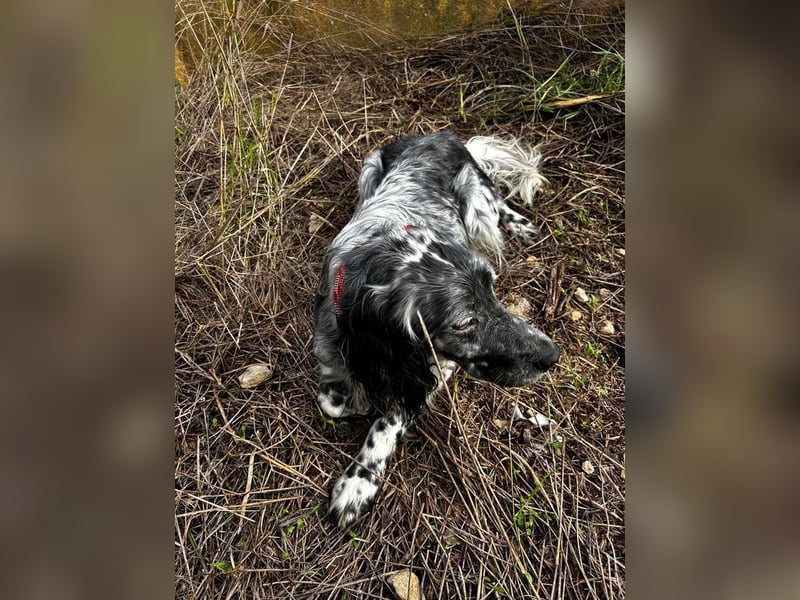 BENTO ist unglaublich menschenbezogen und anhänglich ein absoluter Traumhund  sucht sein  Zuhause
