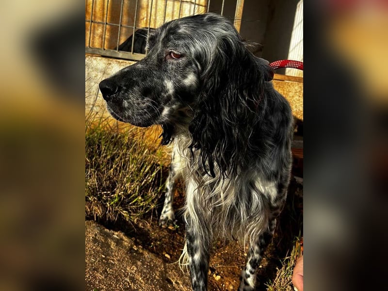 BENTO ist unglaublich menschenbezogen und anhänglich ein absoluter Traumhund  sucht sein  Zuhause