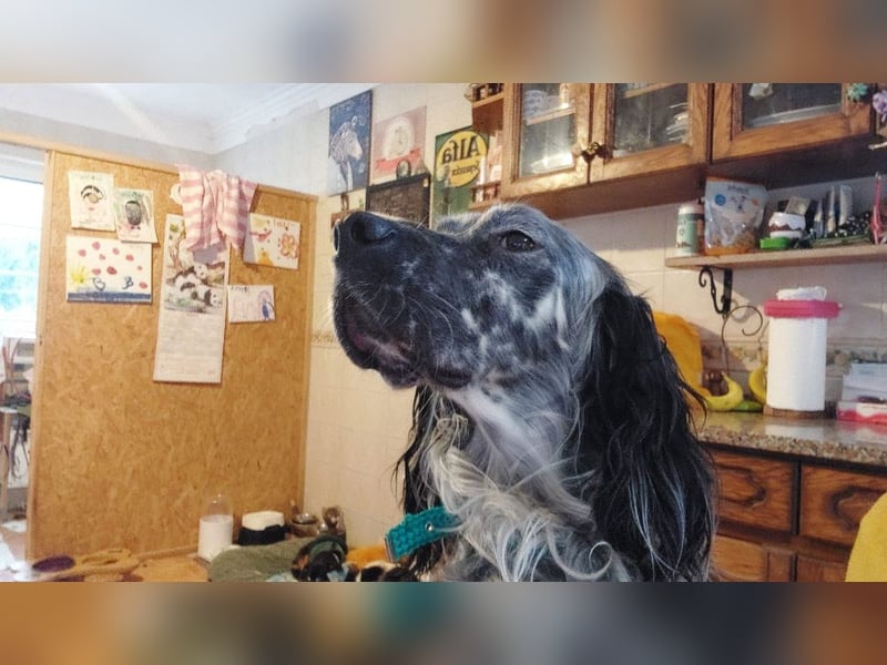 BENTO ist unglaublich menschenbezogen und anhänglich ein absoluter Traumhund  sucht sein  Zuhause