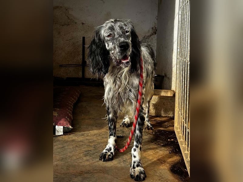 BENTO ist unglaublich menschenbezogen und anhänglich ein absoluter Traumhund  sucht sein  Zuhause