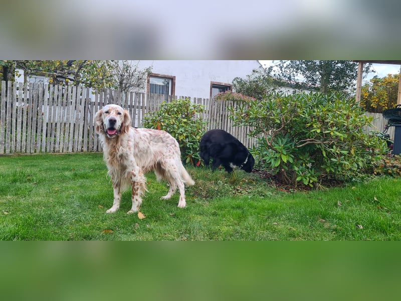 Chaplin ein bezaubernder Chameur