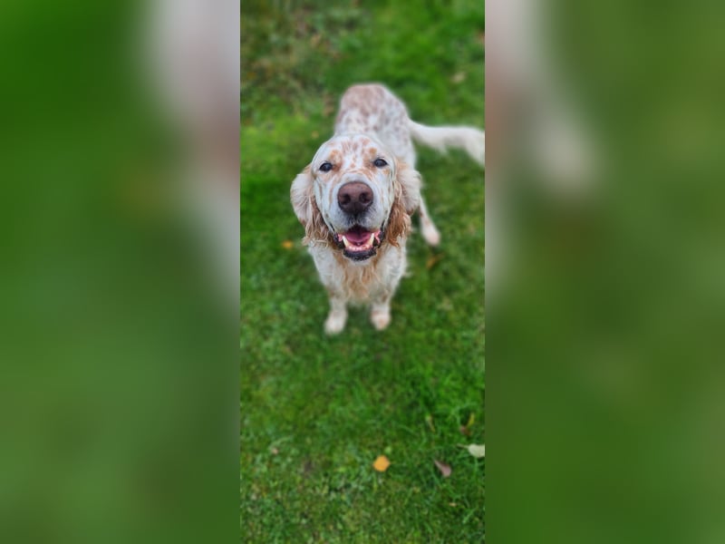 Chaplin ein bezaubernder Chameur