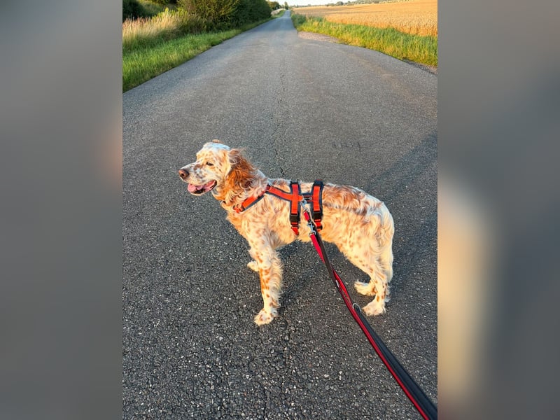 Chaplin – ein Charmeur zum Verlieben