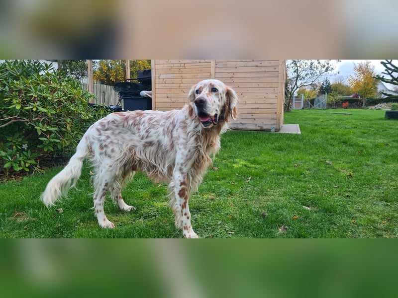 Chaplin ein bezaubernder Chameur