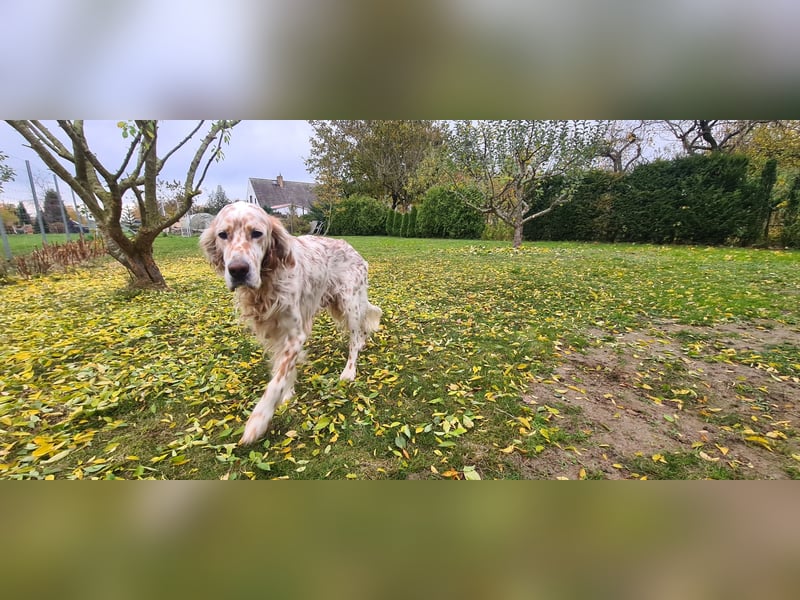 Chaplin ein bezaubernder Chameur