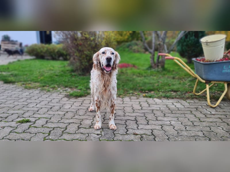 Chaplin – ein Charmeur zum Verlieben