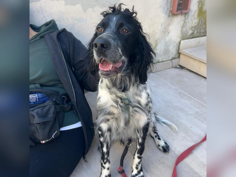 Dolly - freundlicher, lustiger Bub