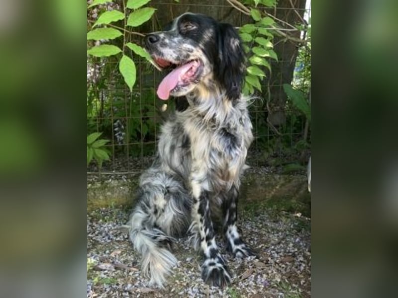 Gordy-wunderbarer Setter-Bub