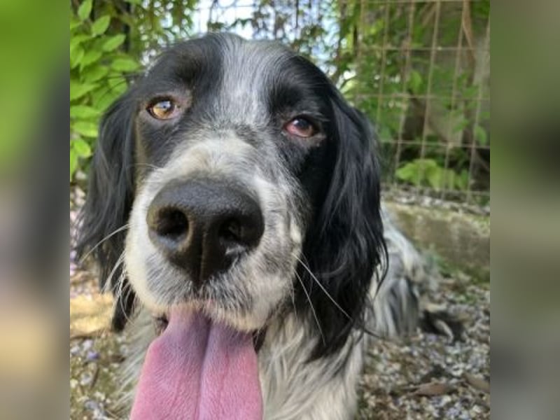 Gordy-wunderbarer Setter-Bub