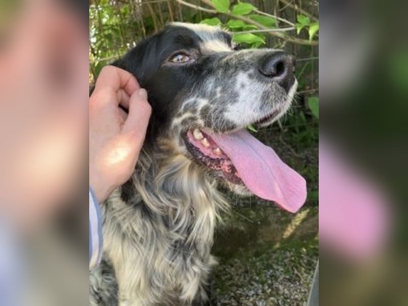 Gordy-wunderbarer Setter-Bub